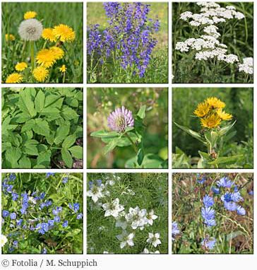 Fotolia c M Schuppich 117100500 S en e1546706465454