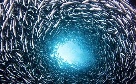 Dense School of brown striped snapper