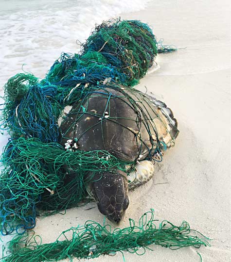 Entangled turtle MaldivesIMG 9388cOlive Ridley Project post