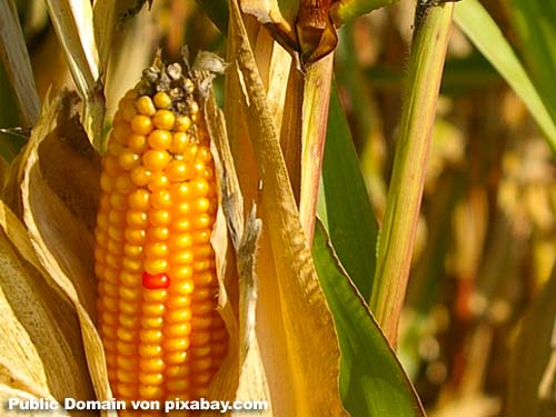 Public Domain von pixabay.com