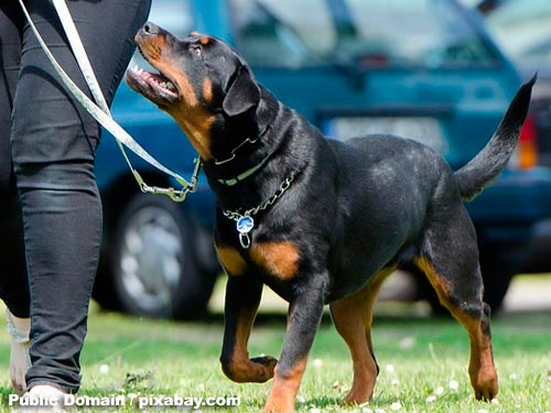 dog school 672716 500