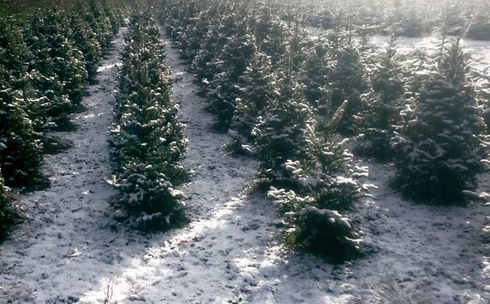 Weihnachtsbaum Plantage