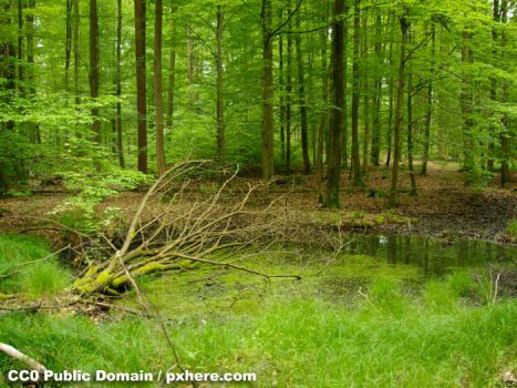 Ebracher Forst Der Hohe Buchene Wald im Ebracher Forst 700
