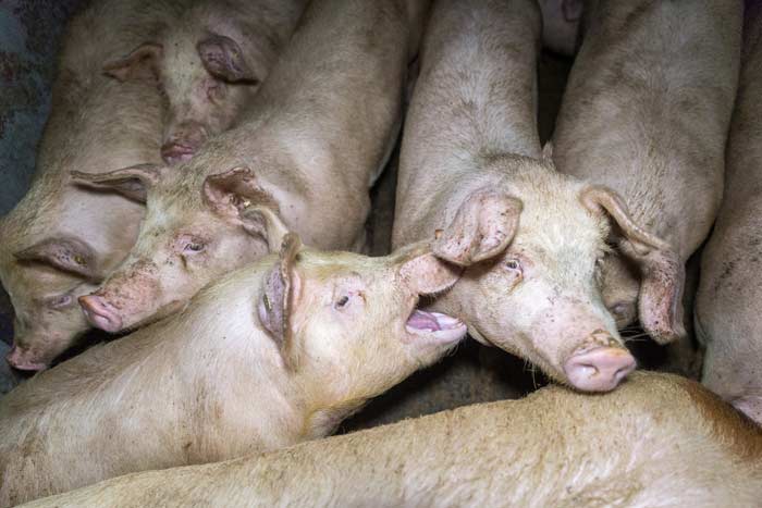 Schweinemast auf engem Raum c Greenpeace 700