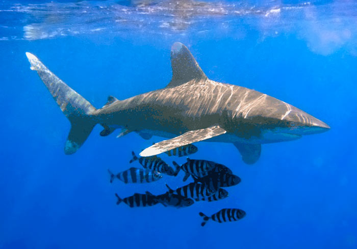 Oceanic Whitetip Shark 700