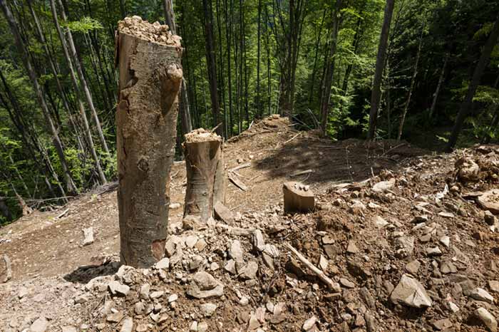 Urwaldzerstörung im Domogled Nationalpark © Matthias Schickhofer/ EuroNatur