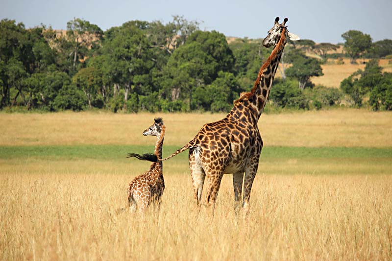 prairie adventure animal wildlife wild mammal 1252702