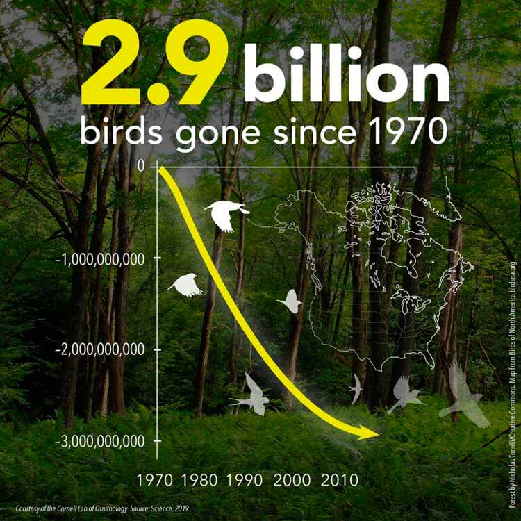 In less than a single human lifetime, 2.9 billion breeding adult birds have been lost from the United States and Canada, including birds in every ecosystem. Numbers have plummeted even among familiar species. © Cornell Lab of Ornithology. Source: Science 2019 / (Forest by Nicholas Tonelli/ Creative Commons, Map from Birds of North America birdsna.org)