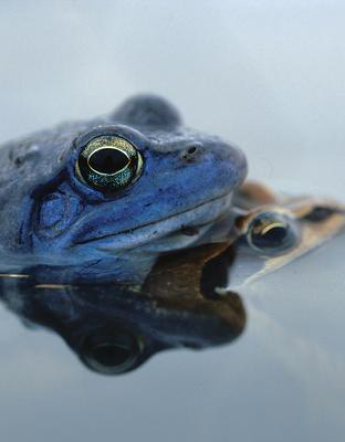 moorfrosch 64828