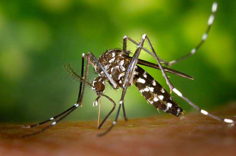 nature photography animal insect macro arm 1151290