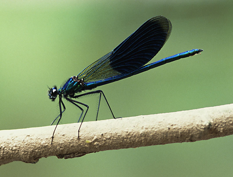 Gebänderte Prachtlibelle © M. Essler 4nature