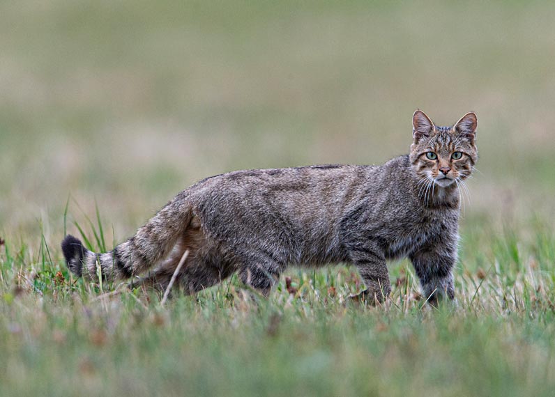 felis silvestris 2 cr fabrice cahez 796
