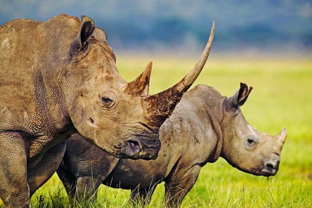 rhinos martin harvey wwf