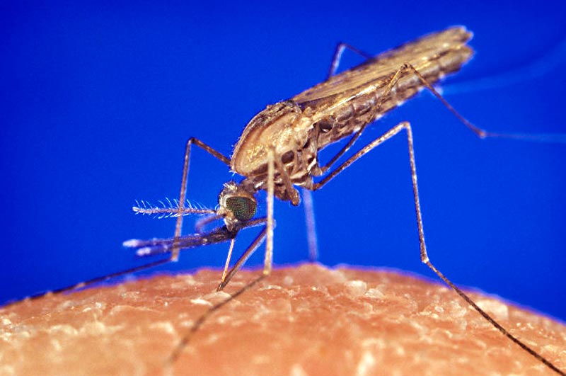 Anopheles gambiae mosquito feeding 1354.p lores 800