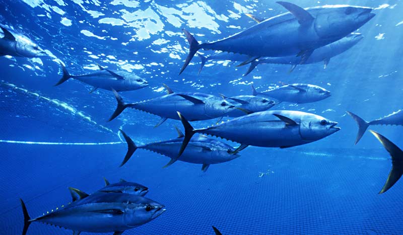Yellowfin tuna Pacific Ocean