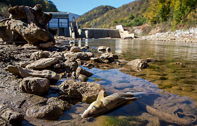 Fischarten im Mittelmeerraum durch Wasserkraftboom gefährdet 1 117BVX4y312 800