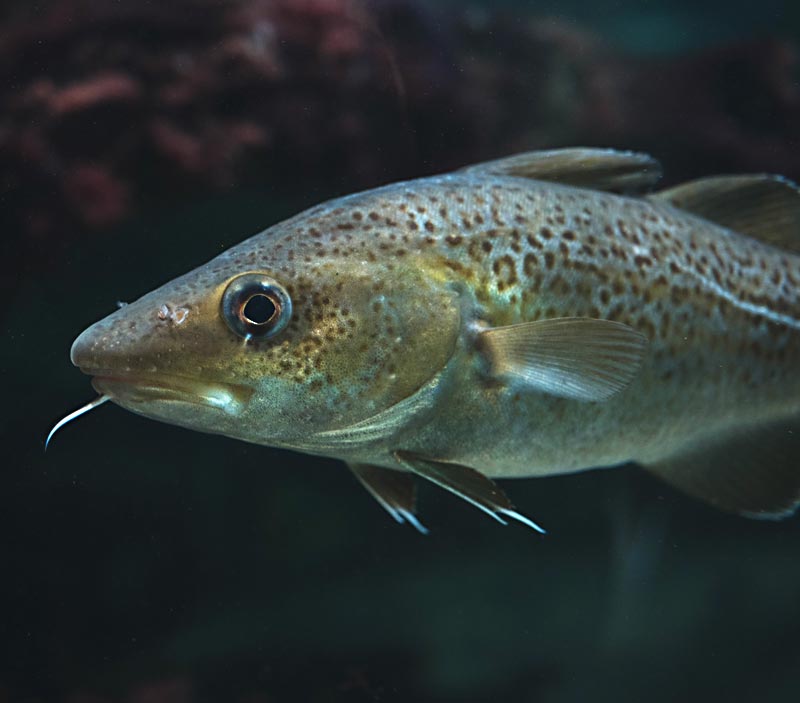 Dorsch bzw. Kabeljau gehört zu den kommerziell wichtigen Fischarten. Auch viele seiner Populationen sind in den vergangenen 60 Jahren stark zurückgegangen. Foto: Nikolas Linke/GEOMAR