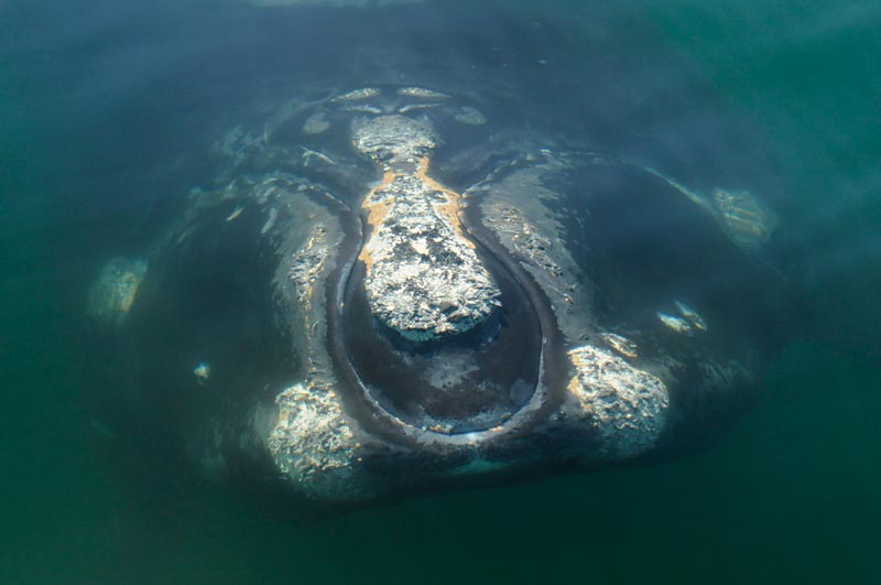 Photo 6 Photographer Yan Guilbault Credit Anderson Cabot Center New England Aquarium Collected under Canadian SARA permit 800
