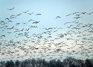 Wild geese / pixabay