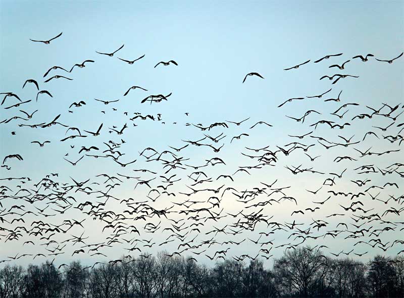 Wild geese / pixabay