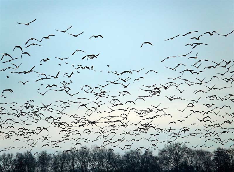 Deutschland darf das Verbot von Bleimunition nicht boykottieren 1 Wild geese / pixabay