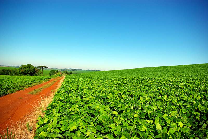 PlantacaodeSoja 800