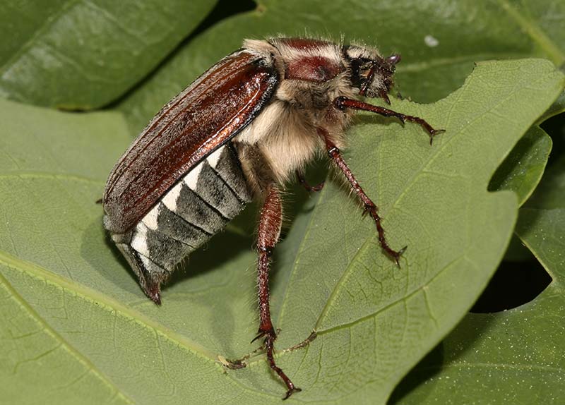 Waldmaikaefer 8463 800