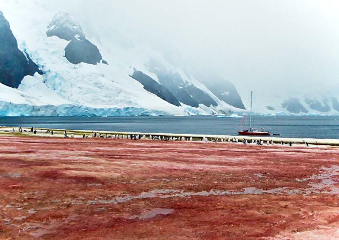New research led by NSIDC scientist Alia Khan shows that red and green algae growth leads to significant snowmelt in the Antarctic Peninsula region. Credit: Bob Gilmore