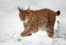 Lynx lynx © Martin Mecnarowski