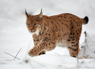 Lynx lynx © Martin Mecnarowski