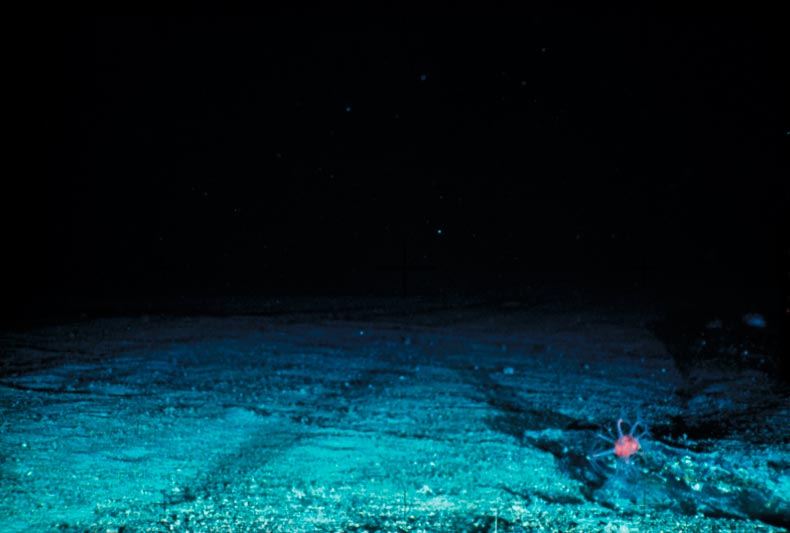 The Effect of Trawling the Seafloor for Groundfish © Gewin V: Troubled Waters: The Future of Global Fisheries.