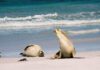 An Australia Sea Lion (Neophoca cinerea) vocalizing © Cody Pope (CC BY-SA 2.5 )