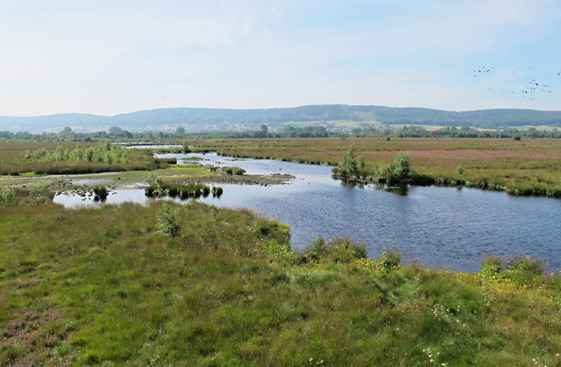 Großes Torfmoor, Minden-Lübbecke © NABU/Felix Grützmacher