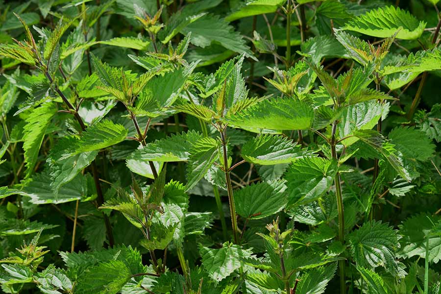 nature plant meadow leaf flower green 876539
