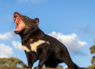 Tasmanian devil beauty shot. (Photo courtesy of Aussie Ark)