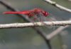 Die Feuerlibelle (Crocothemis erythraea) ist eine wärmeliebende Art, die mittlerweile in Deutschland häufiger anzutreffen ist. (Bild: Klaus-Jürgen Conze)