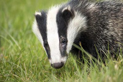 nature countryside social wildlife environment mammal 1192590 pxhere com 900