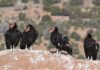 Condors on the Rise (Photo: Bob Wick, BLM Bureau of Land Management)