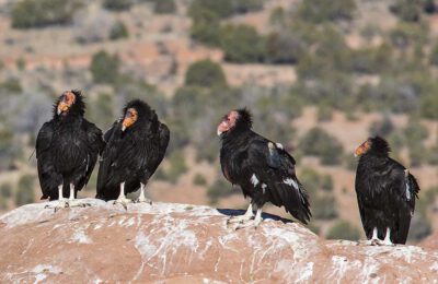 Condors on the Rise (Photo: Bob Wick, BLM Bureau of Land Management)