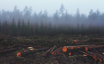 Waldrodung Wirtschaftswald