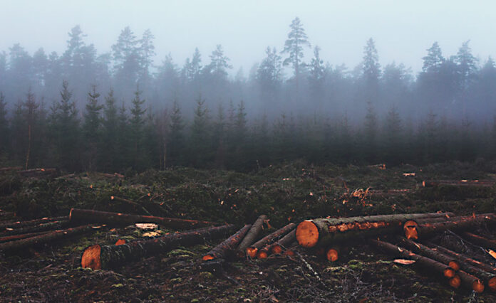 Waldrodung Wirtschaftswald