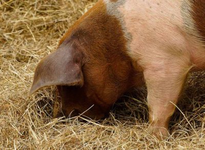 Schweinepest eindämmen & artgerechte Höfe stärken 1 Schwein im Heu / Photo: pixabay.com