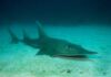 © Guitarfishes and wedgefishes are among the most threatened rays, due to the high value of their large fins. This Whitespotted Wedgefish (Rhynchobatus djiddensis) reaches over 3 metres long and is classified as Critically Endangered by IUCN. Protea Banks, South Africa. Photo by Matthew D. Potenski