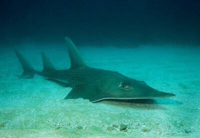 © Guitarfishes and wedgefishes are among the most threatened rays, due to the high value of their large fins. This Whitespotted Wedgefish (Rhynchobatus djiddensis) reaches over 3 metres long and is classified as Critically Endangered by IUCN. Protea Banks, South Africa. Photo by Matthew D. Potenski