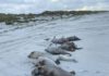 Gestrandete Schweinswale auf Ameland. (C) Rob Knoeff / RTZ