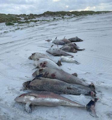 Über 100 tote Schweinswale in den Niederlanden angeschwemmt – Ist erneut das Militär schuld? 1 Gestrandete Schweinswale auf Ameland. (C) Rob Knoeff / RTZ
