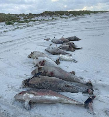 Gestrandete Schweinswale auf Ameland. (C) Rob Knoeff / RTZ