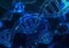 Symbolbild DNA