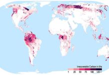Unwiederbringlicher Kohlenstoff in den Ökosystemen der Erde. Diese Karte zeigt die Kohlenstoffspeicher der Ökosysteme die, wenn sie verloren gehen, bis Mitte des Jahrhunderts nicht wiederhergestellt werden könnten. Aus Noon et al. 2021. Mapping the irrecoverable carbon in Earth’s ecosystems. Nature Sustainability.