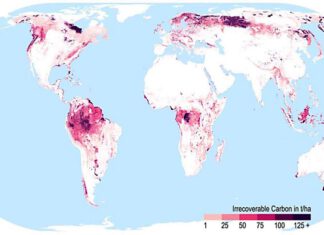 Unwiederbringlicher Kohlenstoff in den Ökosystemen der Erde. Diese Karte zeigt die Kohlenstoffspeicher der Ökosysteme die, wenn sie verloren gehen, bis Mitte des Jahrhunderts nicht wiederhergestellt werden könnten. Aus Noon et al. 2021. Mapping the irrecoverable carbon in Earth’s ecosystems. Nature Sustainability.